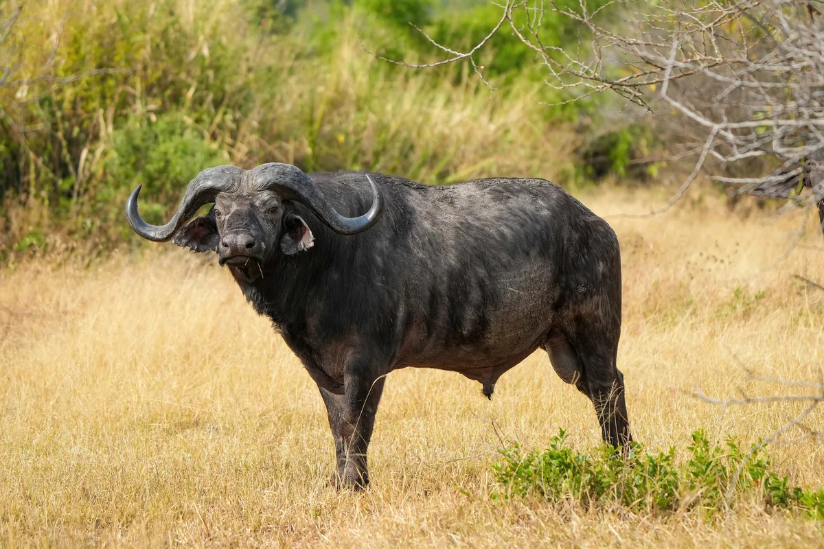 An old Cape buffalo bull with heavy worn horns standing in short grass.