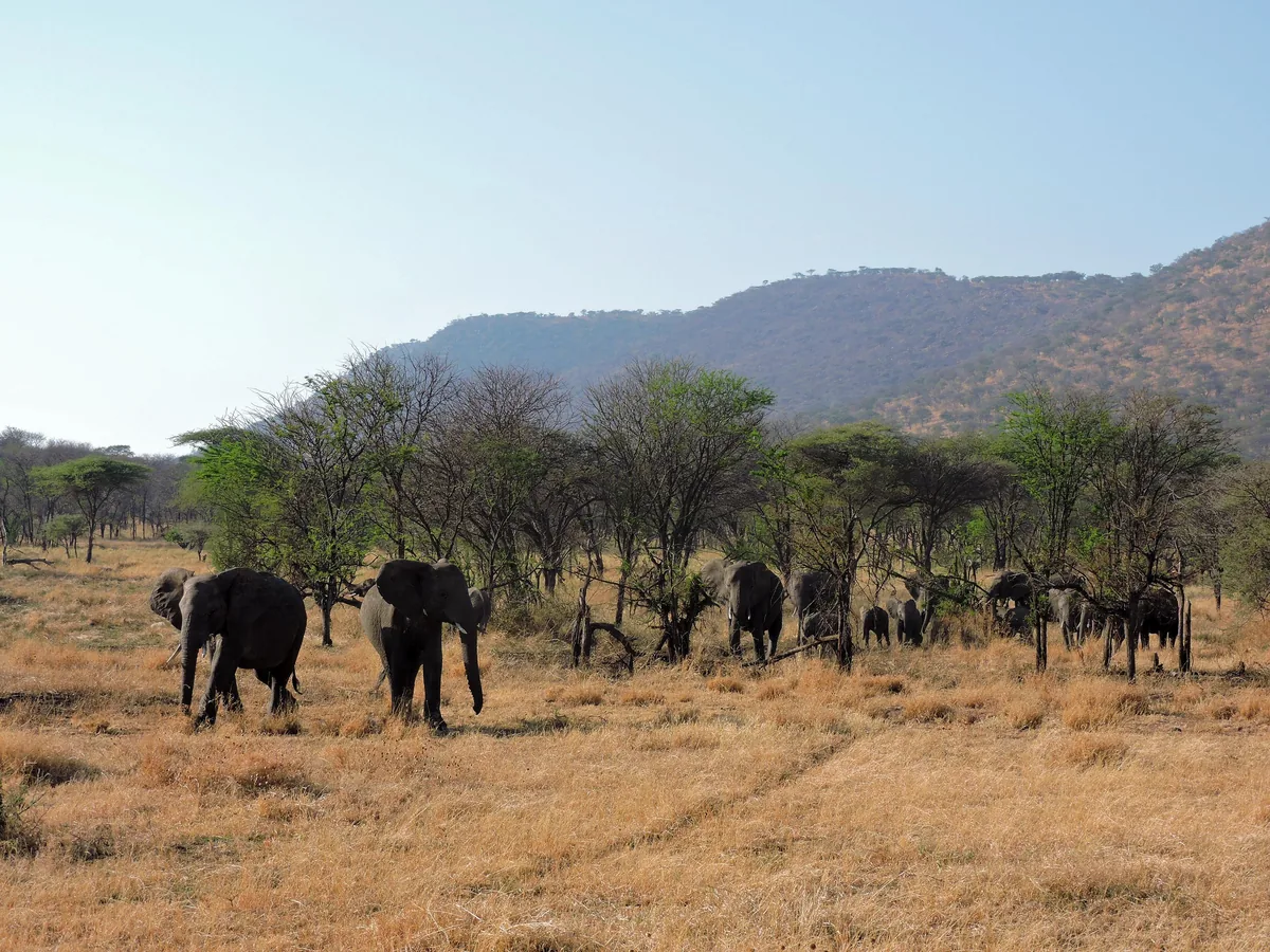 A bull elephant walking across open grassland in the Serengeti.