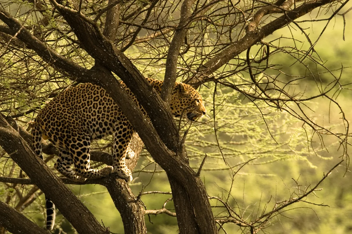 A leopard resting along the branch of a flat-topped acacia tree.