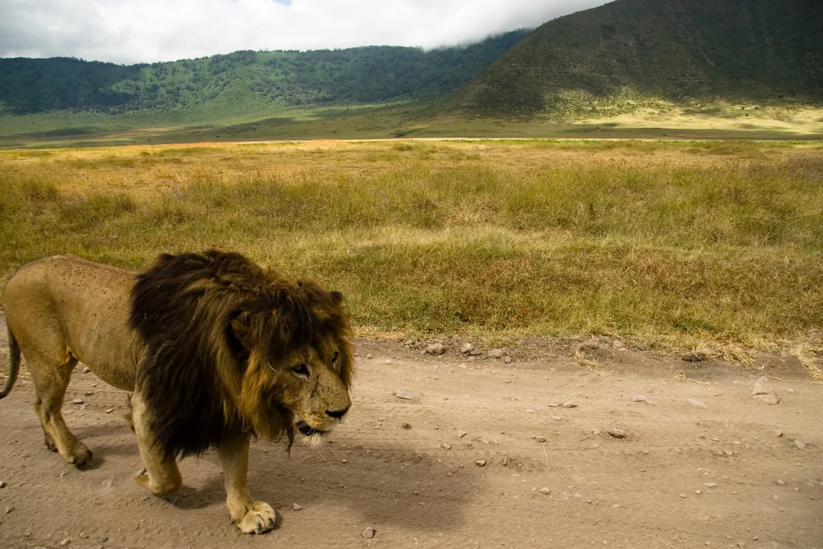 A male lion with a full dark mane resting in long golden grass in the Ngorongoro Conservation Area.