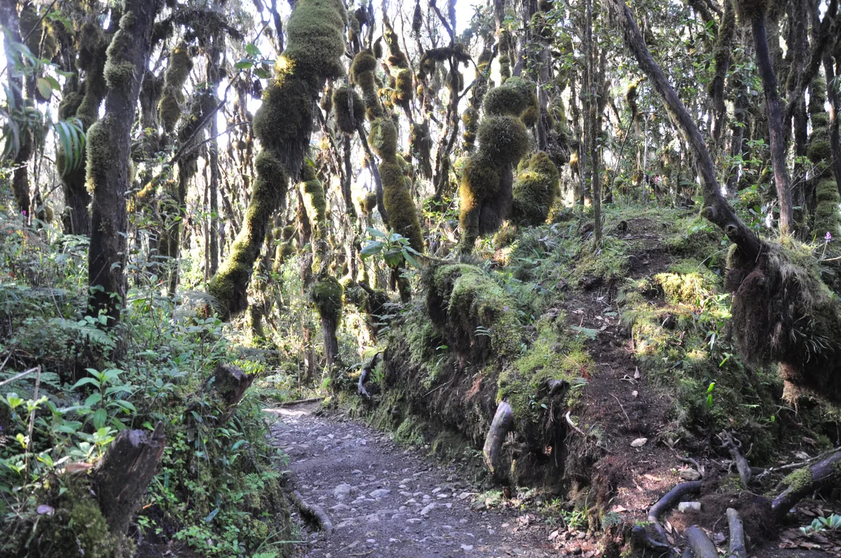 Dense montane rainforest with moss-hung trees on the lower slopes of Kilimanjaro.