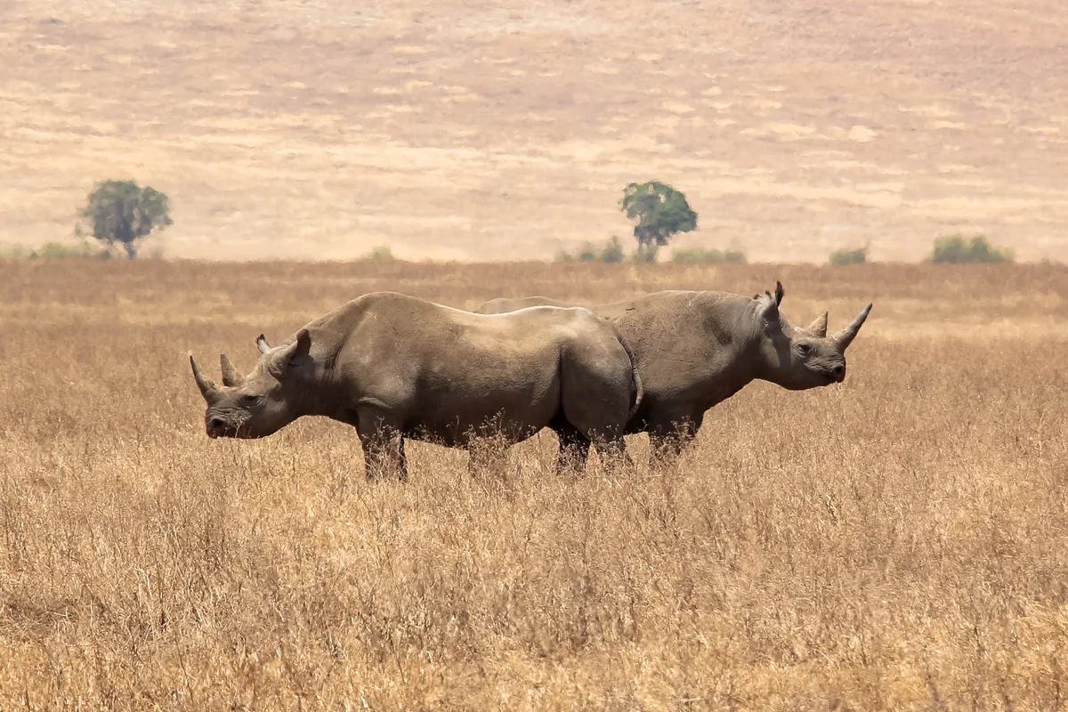 A black rhinoceros grazing on the short-grass floor of a crater.
